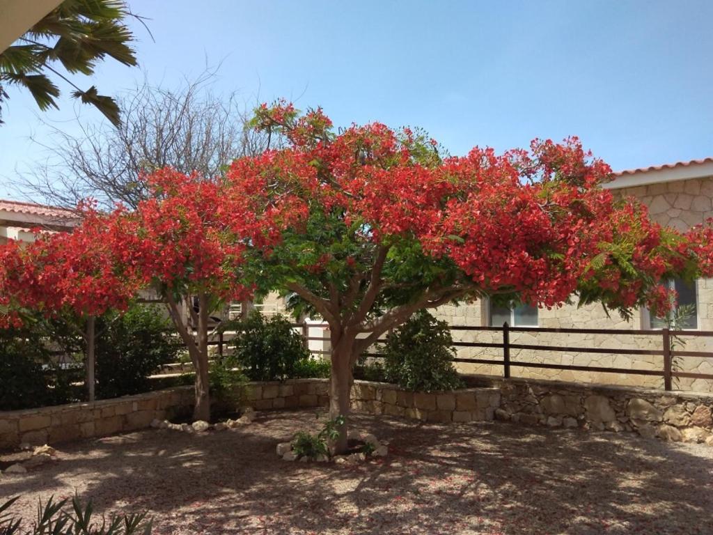 Calheta Casita Solemar Direkt Am Atlantik 빌라 외부 사진